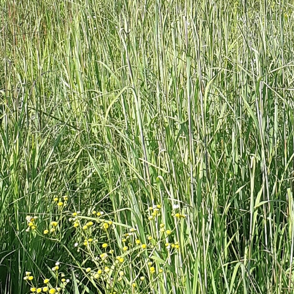 Meet your Posher, Leah - Picture 2 of 2